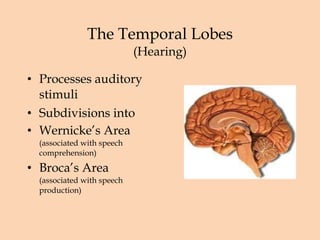 The Temporal Lobes (Hearing) Processes auditory stimuli Subdivisions into Wernicke’s Area (associated with speech comprehension) Broca’s Area (associated with speech production) 