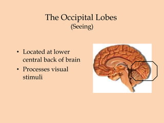 The Occipital Lobes  (Seeing) Located at lower central back of brain Processes visual stimuli 