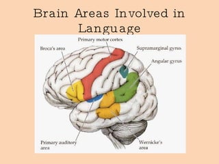 Brain Areas Involved in Language 