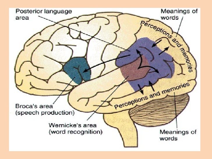 Language & brain by ali zulfiqar