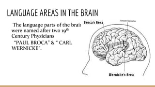 LANGUAGE AREAS IN THE BRAIN
The language parts of the brain
were named after two 19th
Century Physicians
“PAUL BROCA” & “ CARL
WERNICKE”.
 