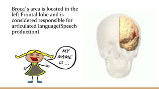Broca`s area is located in the
left Frontal lobe and is
considered responsible for
articulated language(Speech
production)
 