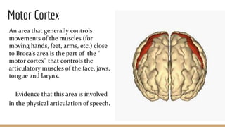 Motor Cortex
An area that generally controls
movements of the muscles (for
moving hands, feet, arms, etc.) close
to Broca's area is the part of the “
motor cortex” that controls the
articulatory muscles of the face, jaws,
tongue and larynx.
Evidence that this area is involved
in the physical articulation of speech.
 