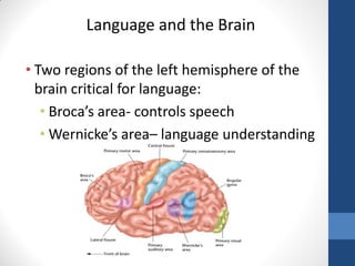 Language and the Brain

• Two regions of the left hemisphere of the
  brain critical for language:
   • Broca’s area- controls speech
   • Wernicke’s area– language understanding
 