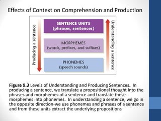 Effects of Context on Comprehension and Production




Figure 9.3 Levels of Understanding and Producing Sentences. In
producing a sentence, we translate a propositional thought into the
phrases and morphemes of a sentence and translate these
morphemes into phonemes. In understanding a sentence, we go in
the opposite direction-we use phonemes and phrases of a sentence
and from these units extract the underlying propositions
 