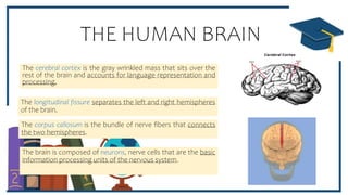 LANGUAGE DEVELOPMENT & PROCESSING.pptx