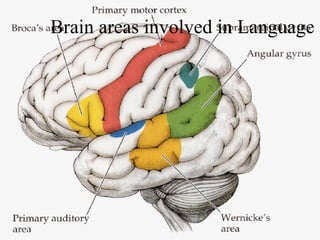 Brain areas involved in Language
 
