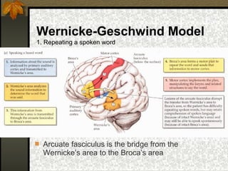 Wernicke-Geschwind Model
1. Repeating a spoken word
 Arcuate fasciculus is the bridge from the
Wernicke’s area to the Broca’s area
 