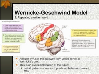 Wernicke-Geschwind Model
2. Repeating a written word
 Angular gyrus is the gateway from visual cortex to
Wernicke’s area
 This is an oversimplification of the issue:
 not all patients show such predicted behavior (Howard,
1997)
 