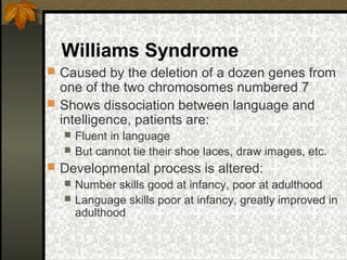 Williams Syndrome
 Caused by the deletion of a dozen genes from
one of the two chromosomes numbered 7
 Shows dissociation between language and
intelligence, patients are:
 Fluent in language
 But cannot tie their shoe laces, draw images, etc.
 Developmental process is altered:
 Number skills good at infancy, poor at adulthood
 Language skills poor at infancy, greatly improved in
adulthood
 