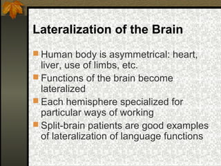 Lateralization of the Brain
 Human body is asymmetrical: heart,
liver, use of limbs, etc.
 Functions of the brain become
lateralized
 Each hemisphere specialized for
particular ways of working
 Split-brain patients are good examples
of lateralization of language functions
 