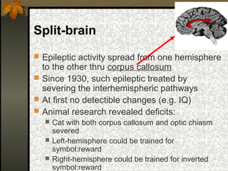Split-brain
 Epileptic activity spread from one hemisphere
to the other thru corpus callosum
 Since 1930, such epileptic treated by
severing the interhemispheric pathways
 At first no detectible changes (e.g. IQ)
 Animal research revealed deficits:
 Cat with both corpus callosum and optic chiasm
severed
 Left-hemisphere could be trained for
symbol:reward
 Right-hemisphere could be trained for inverted
symbol:reward
 