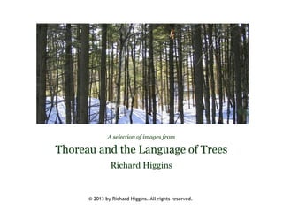 A selection of images from 
Thoreau and the Language of Trees 
Richard Higgins 
© 2013 by Richard Higgins. All rights reserved. 
 