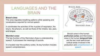 Broca's area in the human
prefrontal cortex and Wernicke's
area in the human temporal lobe
are the two most well-known
cortical areas involved in the
production and comprehension of
speech.
Broca’s área:
This area regulates breathing patterns while speaking and
vocalizations required for normal speech.
It coordinates the activities of the muscles of respiration, the
larynx, the pharynx, as well as those of the cheeks, lips, jaws,
and tongue.
Wernike’s area:
The key function of the Wernicke’s Area is understanding
speech. It processes the meanings of sounds.
It is located near the auditory cortex. Its key function includes
speech comprehension.
 