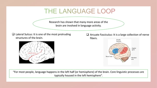 Languages and the brain.pptx
