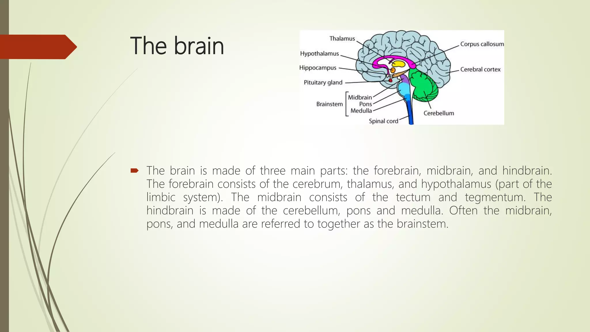 The brain
 The brain is made of three main parts: the forebrain, midbrain, and hindbrain.
The forebrain consists of the cerebrum, thalamus, and hypothalamus (part of the
limbic system). The midbrain consists of the tectum and tegmentum. The
hindbrain is made of the cerebellum, pons and medulla. Often the midbrain,
pons, and medulla are referred to together as the brainstem.
 