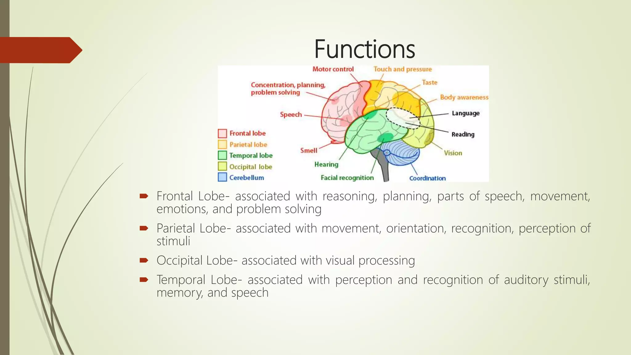 Functions
 Frontal Lobe- associated with reasoning, planning, parts of speech, movement,
emotions, and problem solving
 Parietal Lobe- associated with movement, orientation, recognition, perception of
stimuli
 Occipital Lobe- associated with visual processing
 Temporal Lobe- associated with perception and recognition of auditory stimuli,
memory, and speech
 