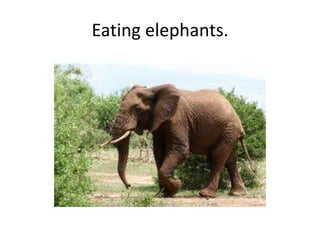 Eating elephants.
 