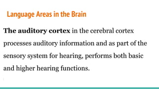 Language Areas in the Brain
The auditory cortex in the cerebral cortex
processes auditory information and as part of the
sensory system for hearing, performs both basic
and higher hearing functions.
 
