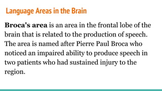 Language Areas in the Brain
Broca's area is an area in the frontal lobe of the
brain that is related to the production of speech.
The area is named after Pierre Paul Broca who
noticed an impaired ability to produce speech in
two patients who had sustained injury to the
region.
 
