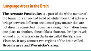 Language Areas in the Brain
The Arcuate Fasciculus is a part of the white matter of
the brain. It is an arched band of white fibers that acts as a
bridge between different sections of gray matter that are
not directly connected. It can pass along information from
one place to another, almost like a shortcut. bridge travels
around around a crack in the brain called the Sylvian
Fissure. It may connect two regions of the brain called
Broca's area and Wernicke's area.
 