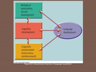 Figure 8.5 Interactionist theories of language acquisition
 