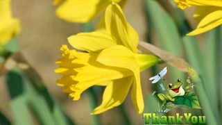 To Daffodils