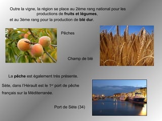et au 3ème rang pour la production de  blé dur . Pêches Champ de blé Sète, dans l’Hérault est le 1 er  port de pêche  français sur la Méditerranée. Port de Sète (34) Outre la vigne, la région se place au 2ème rang national pour les productions de  fruits et légumes ,  La  pêche  est également très présente. 