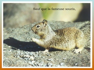 Sauf que la fameuse souris, 