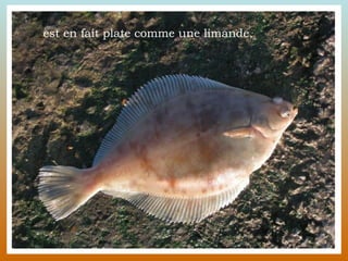 est en fait plate comme une limande, 