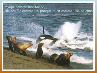myope comme une taupe,  elle souffle comme un phoque et rit comme une baleine.  