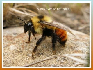 Vous avez le bourdon, 