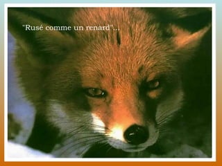 "Rusé comme un renard"... 
