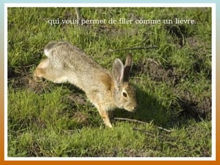 qui vous permet de filer comme un lièvre. 