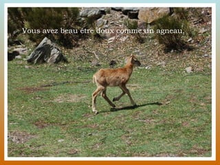 Vous avez beau être doux comme un agneau, 