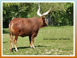 fort comme un boeuf, 