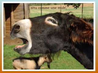 têtu comme une mule,  