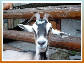 vous êtes tous, un jour ou l'autre, devenu chèvre,  