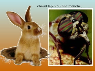 chaud lapin ou fine mouche,  