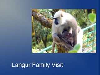 Langur Family Visit
 