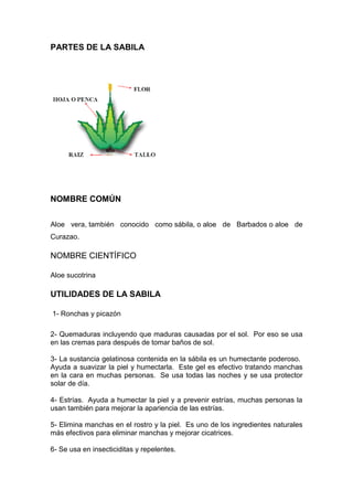 PARTES DE LA SABILA 
NOMBRE COMÚN 
Aloe vera, también conocido como sábila, o aloe de Barbados o aloe de Curazao. 
NOMBRE CIENTÍFICO Aloe sucotrina 
UTILIDADES DE LA SABILA 
1- Ronchas y picazón 
2- Quemaduras incluyendo que maduras causadas por el sol. Por eso se usa en las cremas para después de tomar baños de sol. 
3- La sustancia gelatinosa contenida en la sábila es un humectante poderoso. Ayuda a suavizar la piel y humectarla. Este gel es efectivo tratando manchas en la cara en muchas personas. Se usa todas las noches y se usa protector solar de día. 
4- Estrías. Ayuda a humectar la piel y a prevenir estrías, muchas personas la usan también para mejorar la apariencia de las estrías. 
5- Elimina manchas en el rostro y la piel. Es uno de los ingredientes naturales más efectivos para eliminar manchas y mejorar cicatrices. 
6- Se usa en insecticiditas y repelentes.  