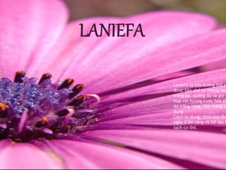 Laniefa là sữa dưỡng thể trắ 
được bào chế từ những hoạt 
trắng da, dưỡng da và giữ ẩm 
hợp với hương nước hoa cho 
da trắng hồng, mịn màng sau 
dụng 
Cách sử dụng: thoa sữa lên ngày 2 lần sáng và tối sau khi 
sạch cơ thể. 
