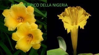IL FIORE TIPICO DELLA NIGERIA
 
