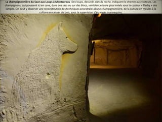 La champignonnière du Saut aux Loups à Montsoreau Des loups, dessinés dans la roche, indiquent le chemin aux visiteurs. Les
champignons, qui poussent ici en cave, dans des sacs ou sur des blocs, semblent encore plus irréels sous la couleur « flashy » des
lampes. On peut y observer une reconstitution des techniques ancestrales d'une champignonnière, de la culture en meules à la
culture en caisses de bois, sous la supervision d'étranges mannequins.
 