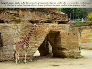 Les girafes jouent à cache-cache Dans ce zoo, les girafes se cachent parfois sous la roche ou se confondent avec la couleur
du falun. Peu farouches, elles s’approcheront de vous sans hésiter, surtout si vous leur tendez un peu de verdure !
 