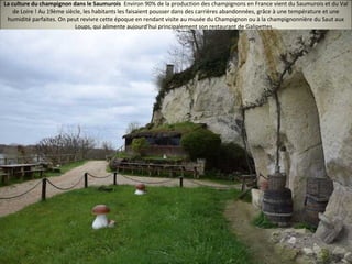 La culture du champignon dans le Saumurois Environ 90% de la production des champignons en France vient du Saumurois et du Val
de Loire ! Au 19ème siècle, les habitants les faisaient pousser dans des carrières abandonnées, grâce à une température et une
humidité parfaites. On peut revivre cette époque en rendant visite au musée du Champignon ou à la champignonnière du Saut aux
Loups, qui alimente aujourd’hui principalement son restaurant de Galipettes...
 