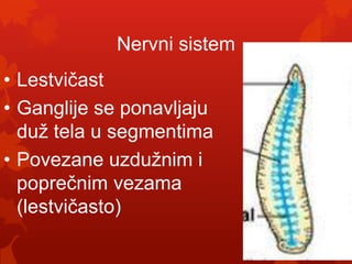 Nervni sistem
• Lestvičast
• Ganglije se ponavljaju
  duž tela u segmentima
• Povezane uzdužnim i
  poprečnim vezama
  (lestvičasto)
 