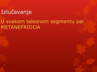Izlučavanje
U svakom telesnom segmentu par
METANEFRIDIJA
 