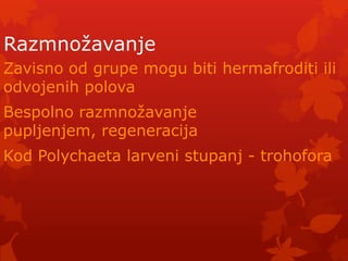 Razmnoţavanje
Zavisno od grupe mogu biti hermafroditi ili
odvojenih polova
Bespolno razmnoţavanje
pupljenjem, regeneracija
Kod Polychaeta larveni stupanj - trohofora
 