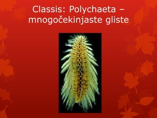 Classis: Polychaeta –
mnogočekinjaste gliste
 